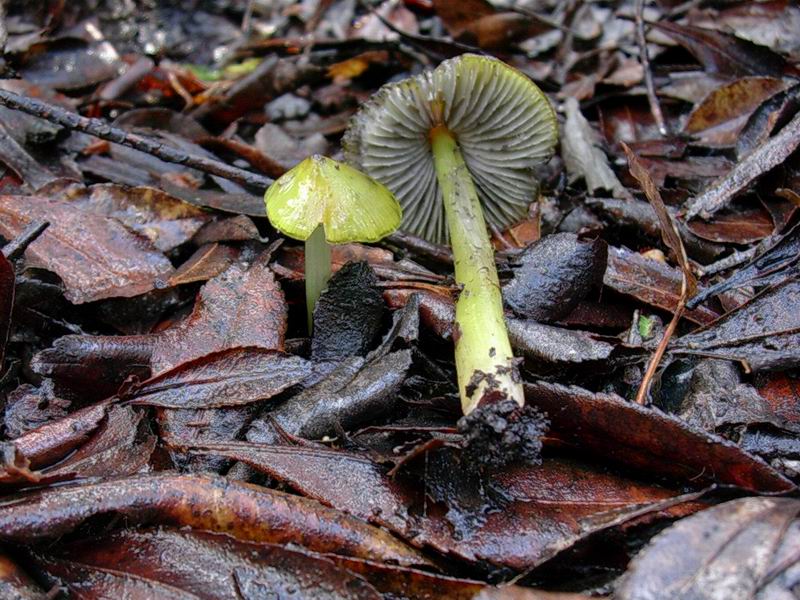 522 Dicembre vecchio ritrovamento